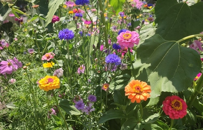 Geef kleur aan je tuin!